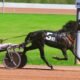haydock results